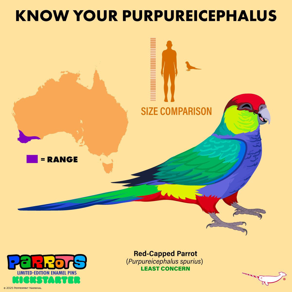 #Parrots - #KnowYourPurpureicephalus
#RedCappedParrot

FINAL HOURS TO PLEDGE! #PeppermintNarwhal's #Kickstarter #Make100 - #Parrots 
kickstarter.com/projects/peppe…

Hurry! Campaign ends 9pm EST - TODAY, Sat. Feb. 1, 2025.
#Parrot