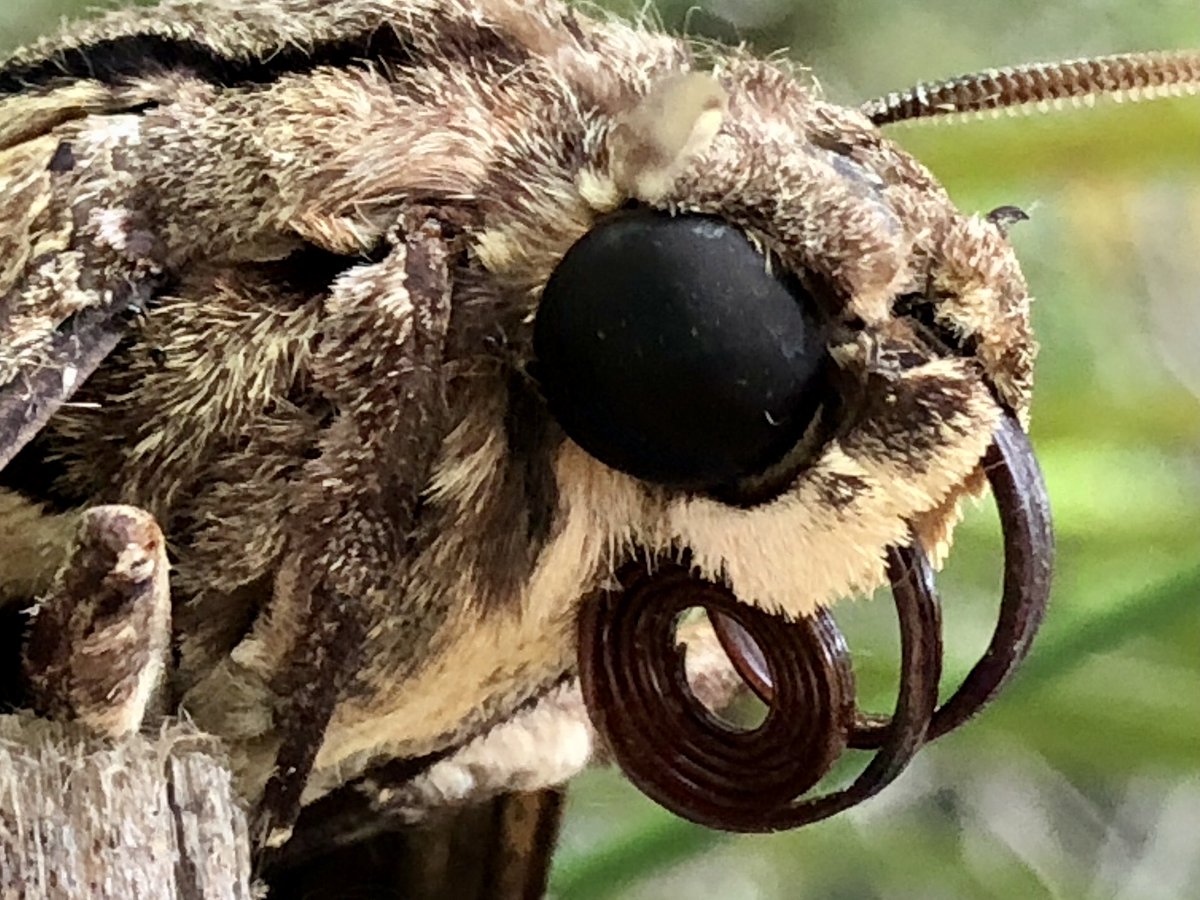 The profile of a hawkmoth’s face. (Taken with iPhone 8 Plus 😹)