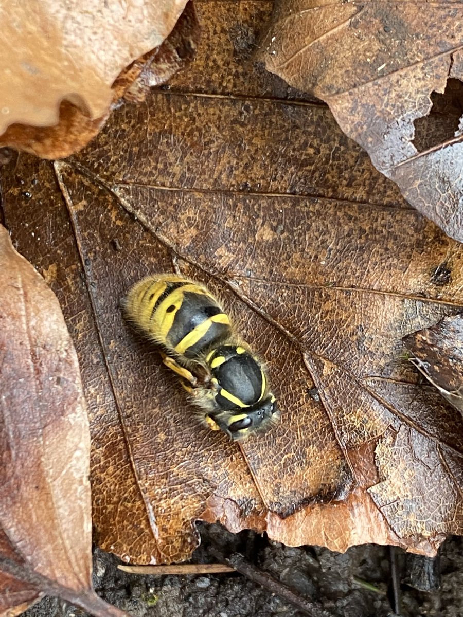 🐝 Jean Vernon 🐝 tweet media