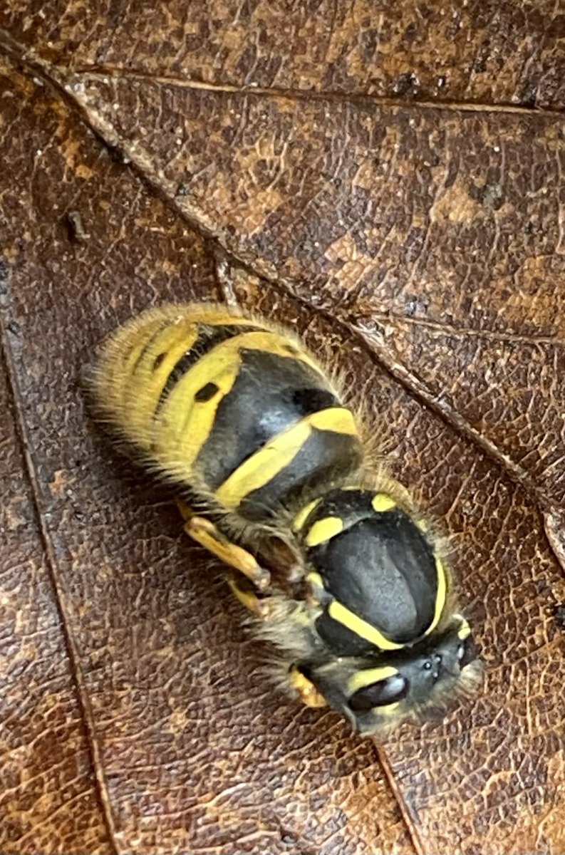 🐝 Jean Vernon 🐝 tweet media