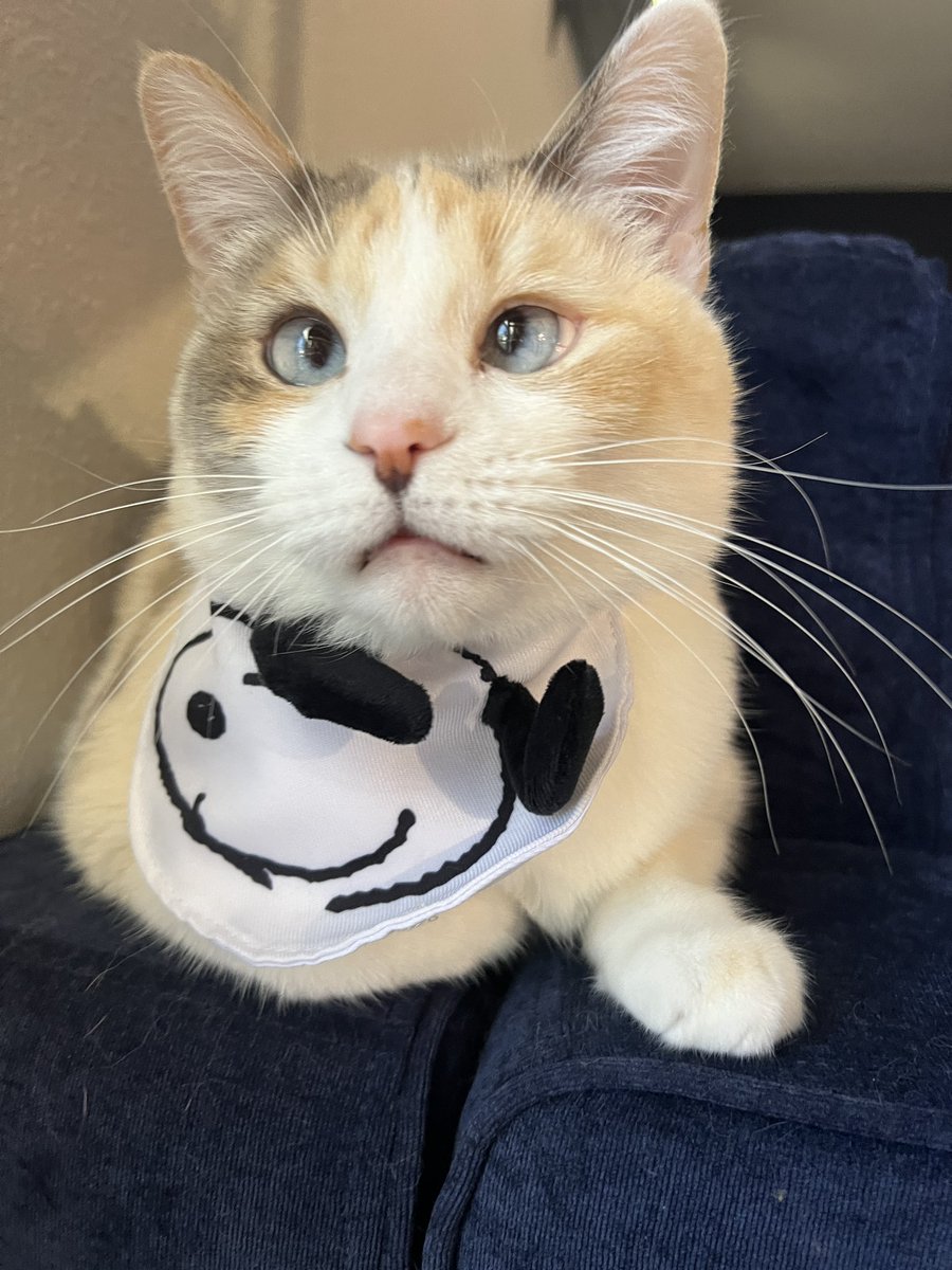 fatfatpankocat's tweet photo. Big @Snoopy fan https://t.co/98lTA5sCNf
