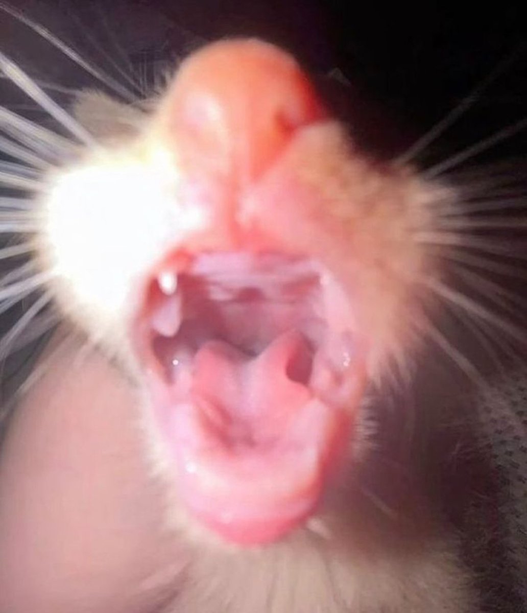 zeroaddedsugar's tweet image. NO SAFE FOOD AT HOME