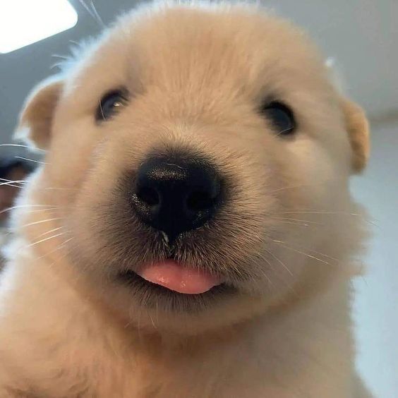 dogs so cute that could save the world (@dogssaveworld) on Twitter photo 