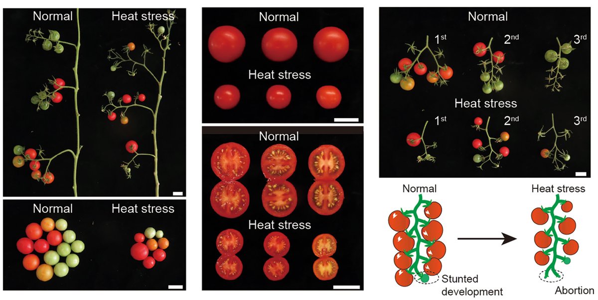 Engineering source-sink relations by prime editing confers heat-stress resilience in tomato and rice <a href="/CellCellPress/">Cell</a> 

cell.com/cell/fulltext/…