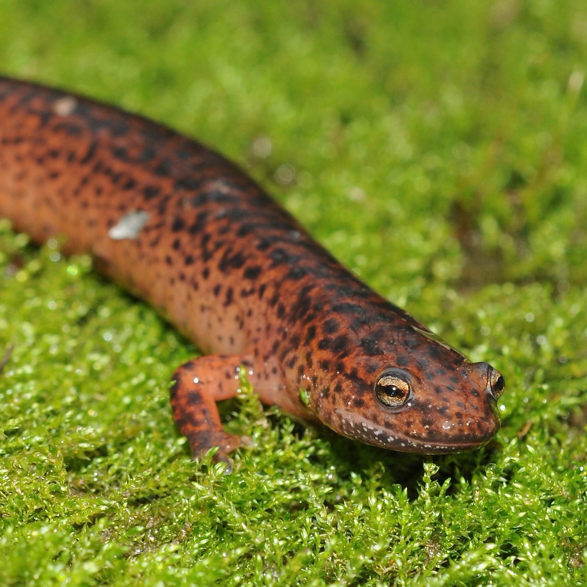 Get red-y to keep your Atlanta-area herpers bustling this upcoming Spring Break!

With Winter Break behind us, the last #CritterCamp session before Summer 2025 season is filling up fast, so follow the link below now to register learners 6-10!

amphibianfoundation.org/index.php/crit…