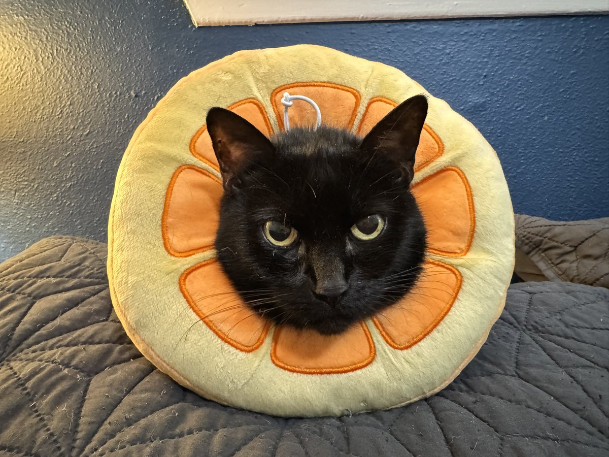 ArielTesch's tweet photo. Luna, my 13-year-old kitty, is recovering from major surgery. 
 
@kumailn and @emilyvgordon, thank you for an evening filled with laughter. I needed the reminder that I’m going to be okay after an incredibly long January. From a fellow cat lover, I wish Bagel the best. https://t.co/xgJ2R74R0L