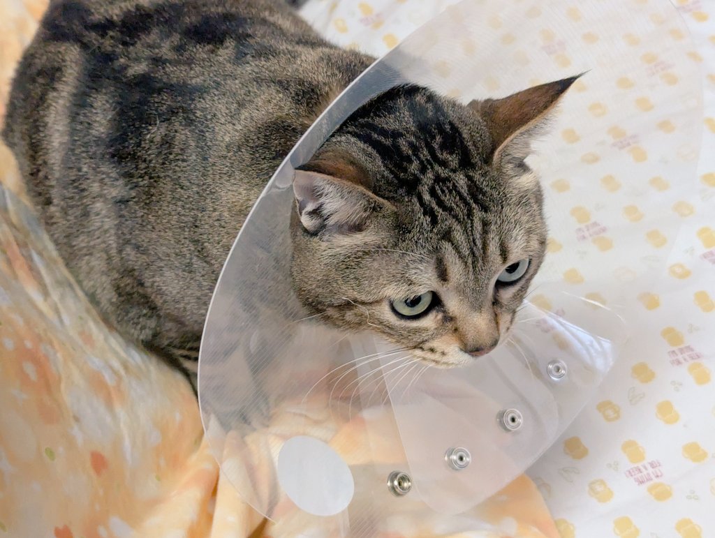 これはエリカラされて不服そうなネコチャン。 