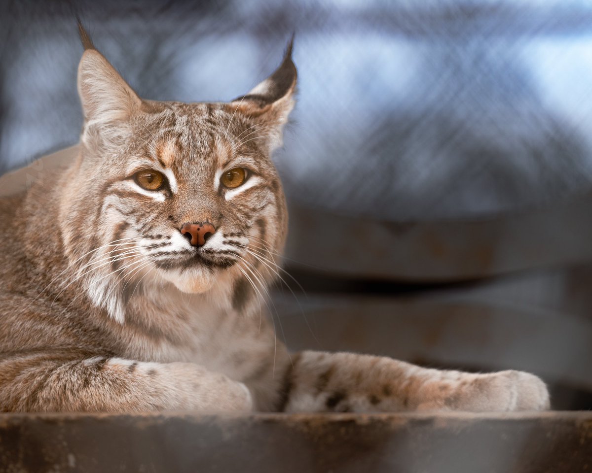 Happy 10th birthday to Max. Such a handsome devil!! 😻

📷: @whereverimaydutle 

#carerescuetexas #daretocare #bobcat #animalrescue