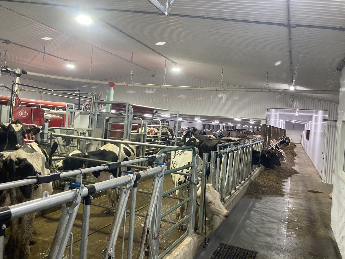 10 days into the retrofit barn project and to say we are happy would be an understatement!!
Happy to have the cows home and thankful to the farms that looked after them so well!!
Forever thankful to all those that made this vision come to life and excited for the future here!!