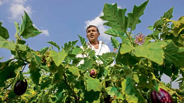 #BudgetWithMint | The budget reflects a commitment to agriculture with reforms like higher Kisan Credit Card limits and a focus on self-sufficiency in pulses. However, a ₹3,500 crore budget cut and insufficient funding for horticulture present challenges.

✨Trust our hard work,