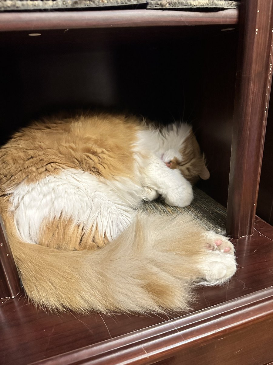 CrittersofH's tweet photo. Some more cuteness with AIB Buzz! And Fluffster!!! 
  @DinahLewisTayl1 #CatsOfTwitter #Caturday #meow #purr #ittybittybuzz #adoptdontshop #lapcat #whiskerswednesday #kittens #catnap #buzz #KittenLove https://t.co/iGUvT7EsLP
