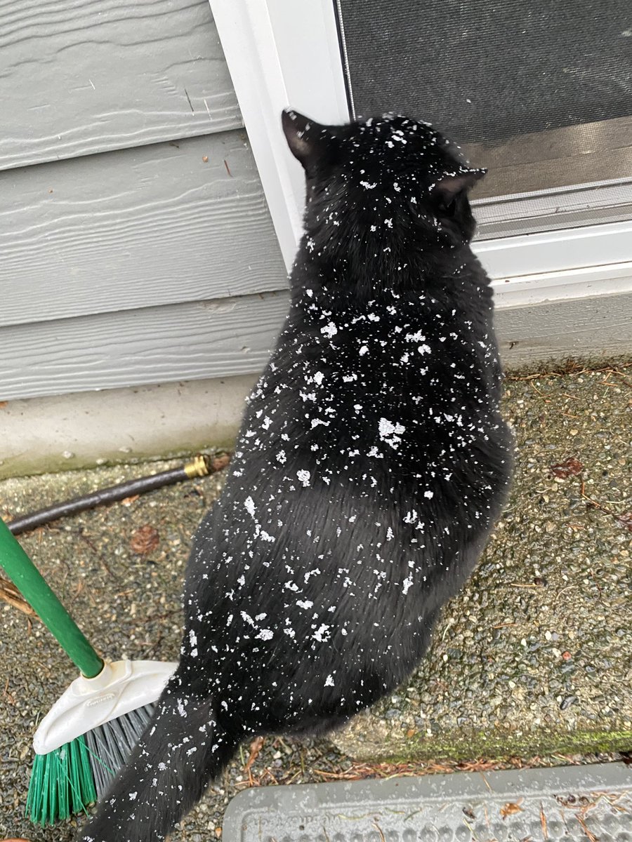 頂著雪花的大黑貓