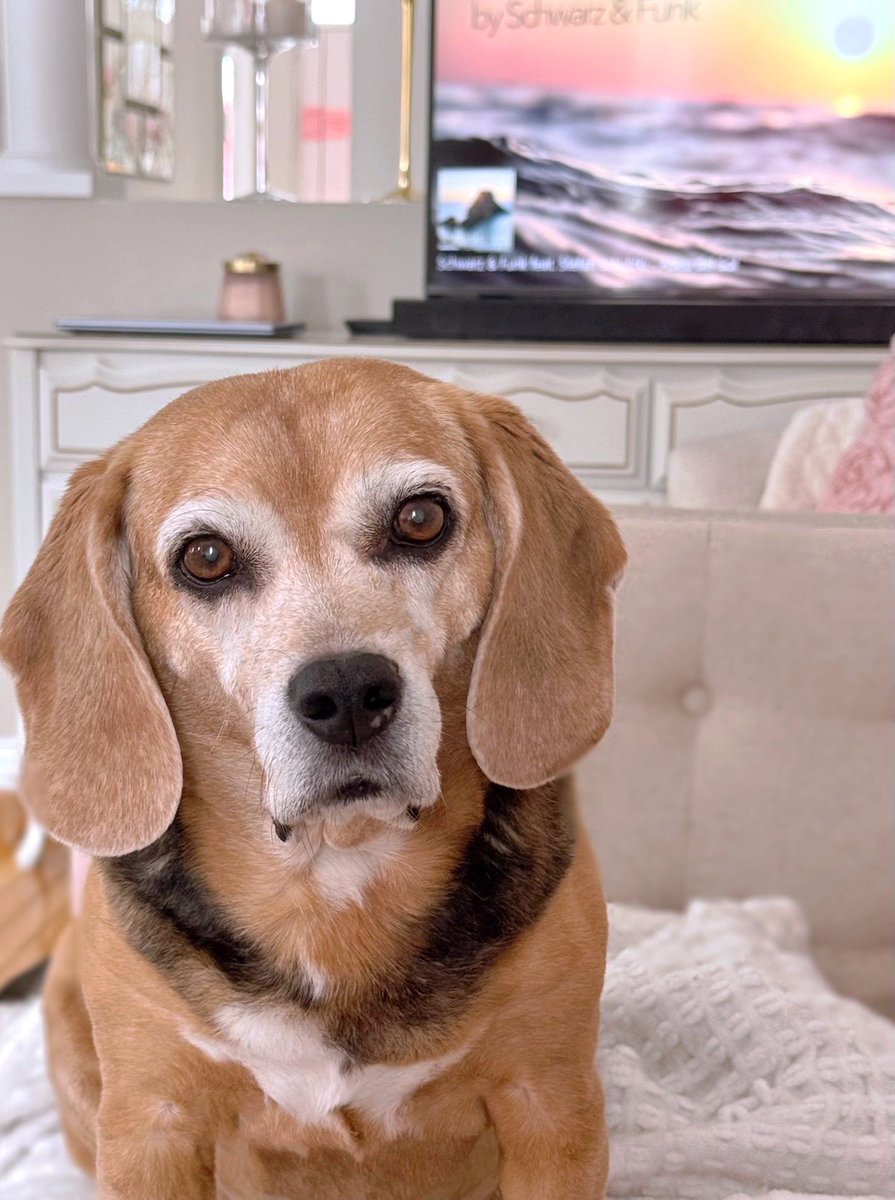 Pleeeze share some of yur foods wiff me Mama! I so hungary! (Meanwhile Topaz just had lots of her own food!😂) #TypicalBeagle #SweetBeagle #AlwaysHungry <a href="/beaglefacts/">Beagle Facts</a>