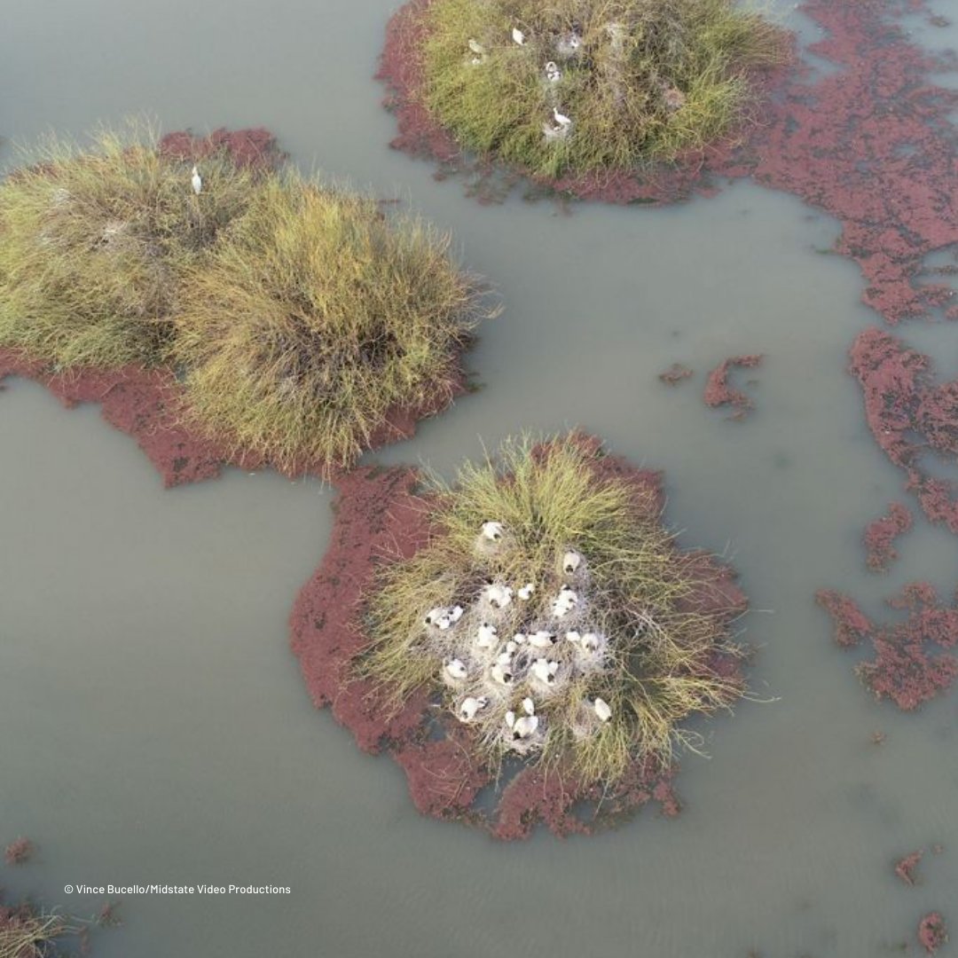 In southeastern Australia, Indigenous communities are protecting and revitalizing some of the region's last healthy wetlands and ecosystems. 🏞 This #WorldWetlandsDay, learn how #TheNatureConservancy is helping with #WetlandsProtection in #NariNariCountry: nature.ly/4hkB8i6