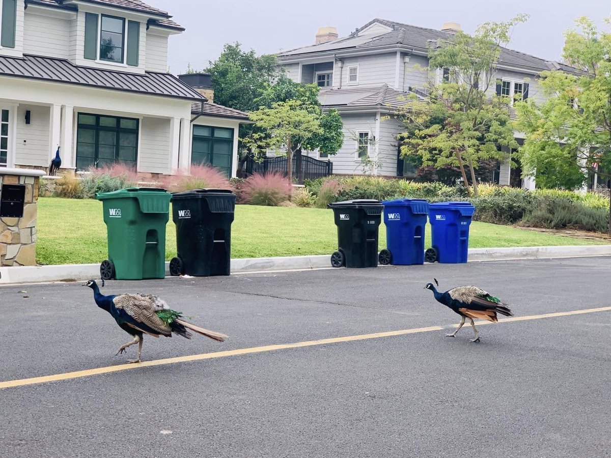 Peacock, can you walk a little faster? Don’t stand in the middle of the road!😀😀😀
