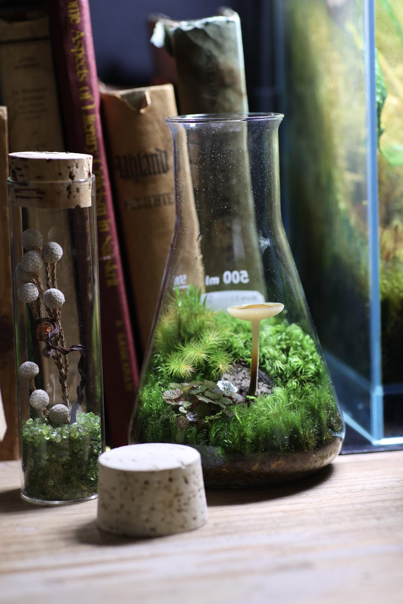 傘が反り返ってヒダが少し見えているこの状態が個人的にはとても好きです。