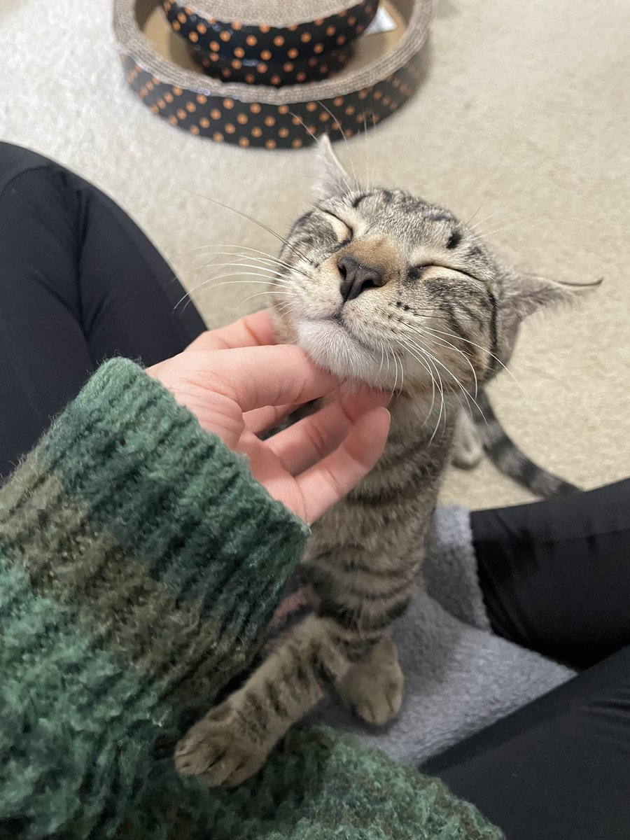 Friends of Bear Cat Rescue tweet media
