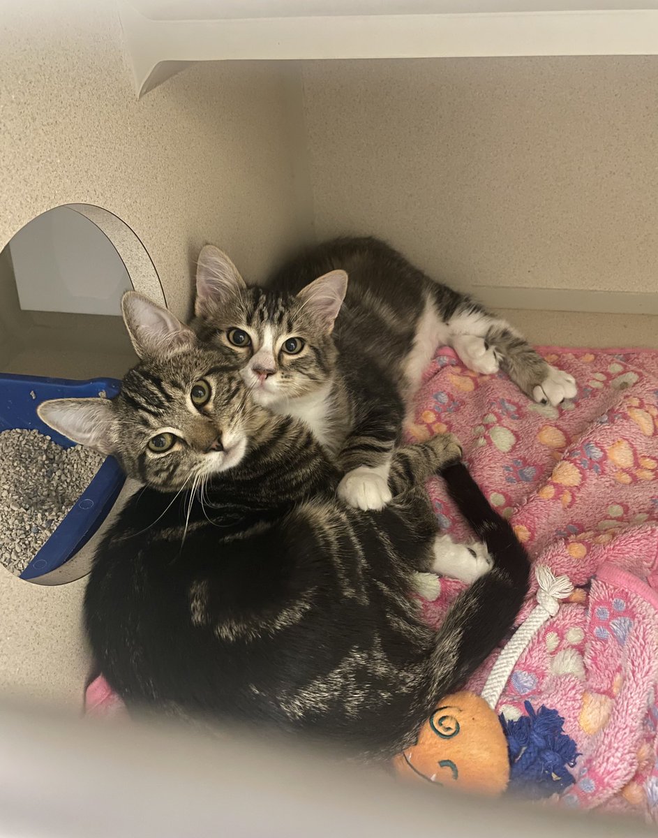 Friends of Bear Cat Rescue tweet media