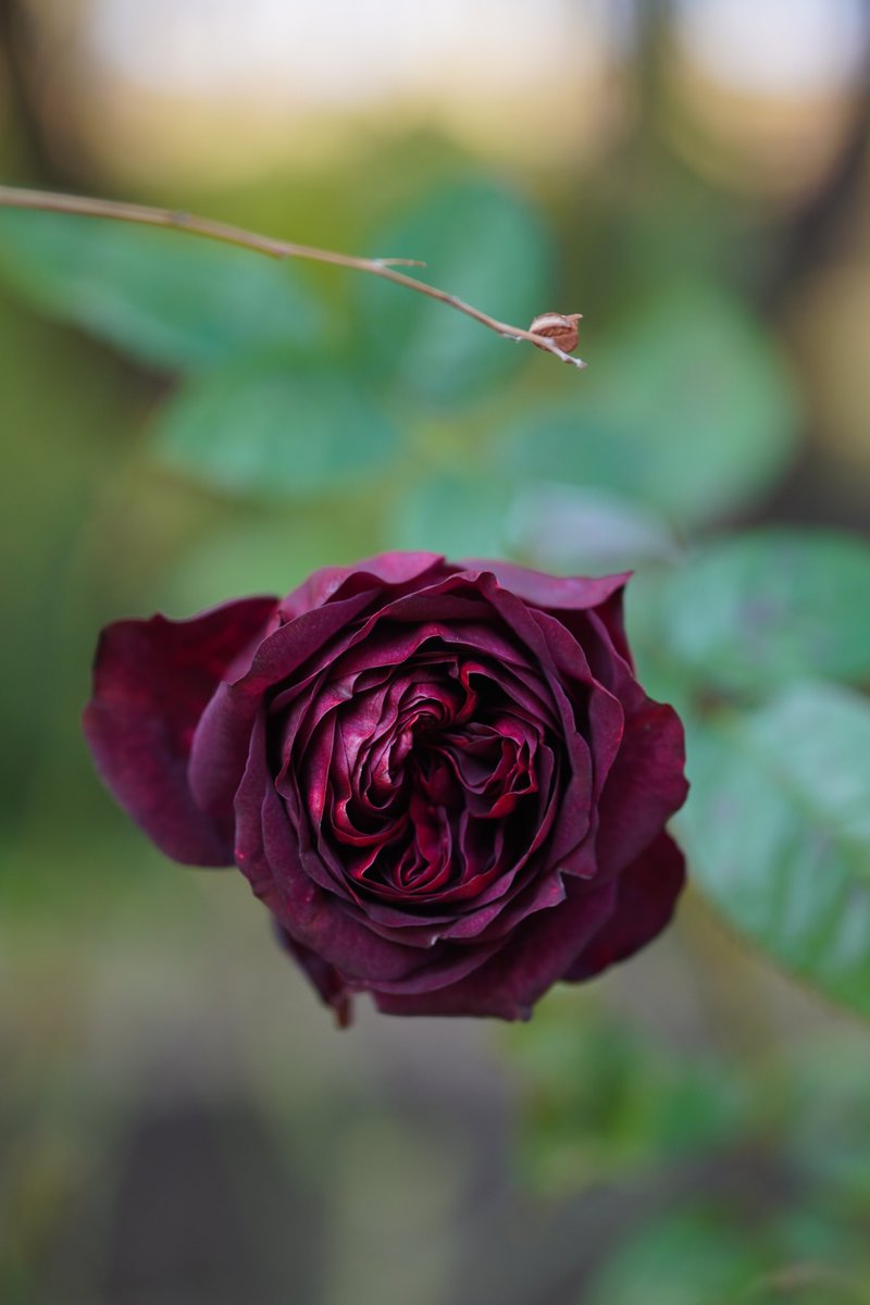 jerritama🐈🐟🐈 (@jerritama) on Twitter photo 