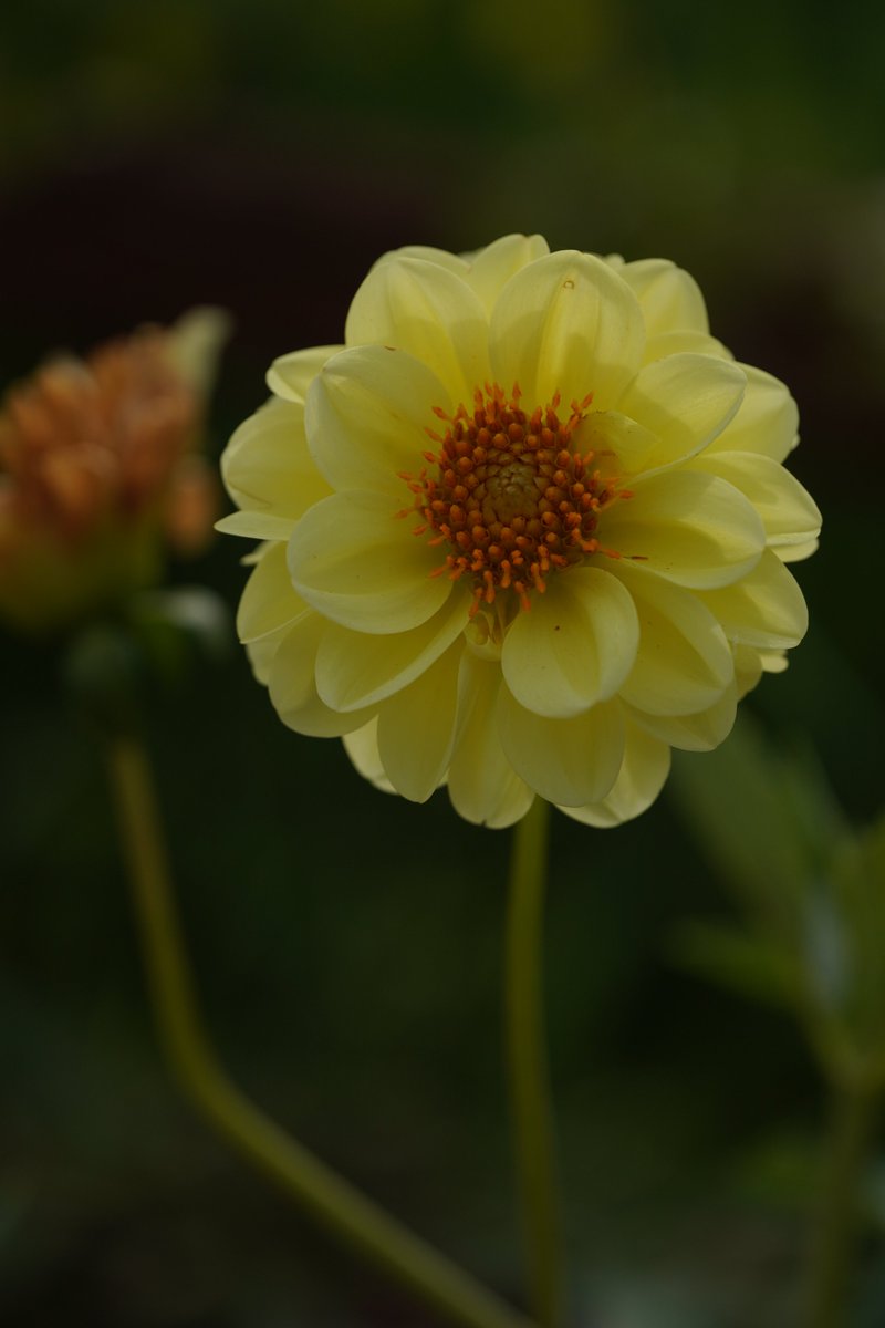 jerritama🐈🐟🐈 (@jerritama) on Twitter photo 