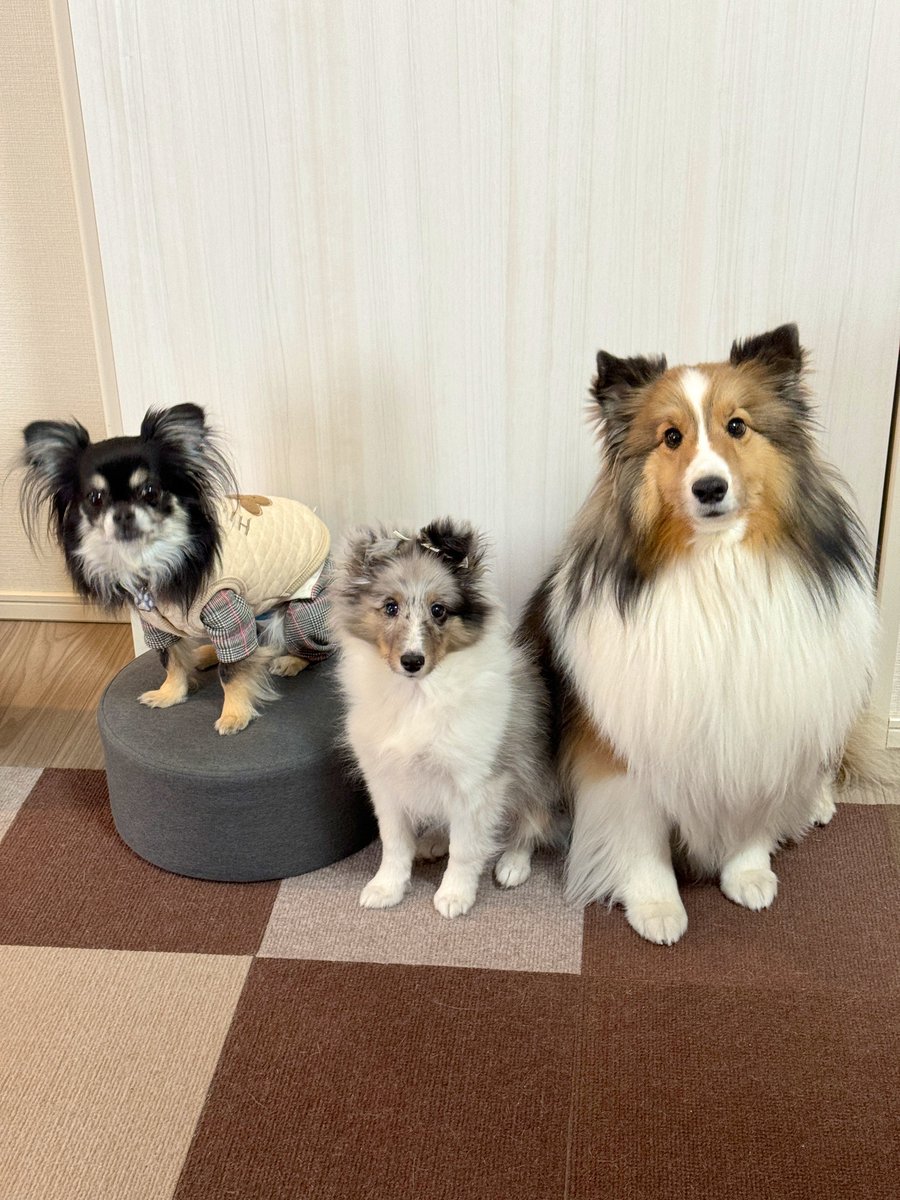 パパの実家のチワワんが遊びに来たよ！ぬくはチワワんと同じサイズ！