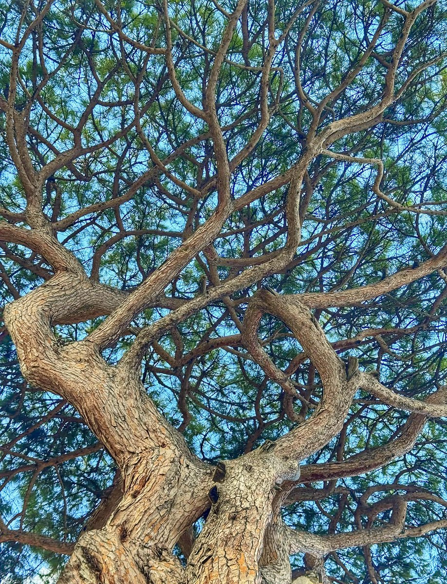 sza_jhcyto's tweet image. “Papillary”