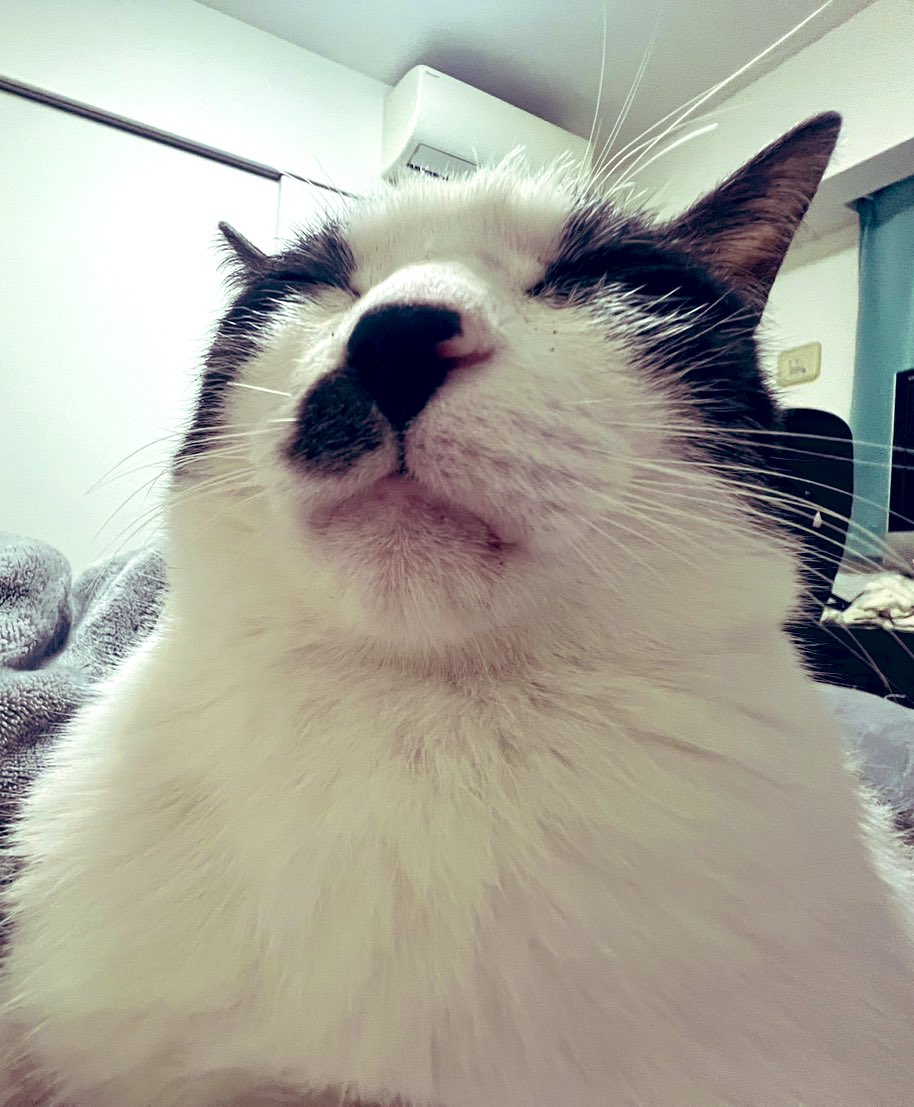 HAREM_DAIYA's tweet photo. みんな元気してる？🐱 https://t.co/5BRpLzkX9k