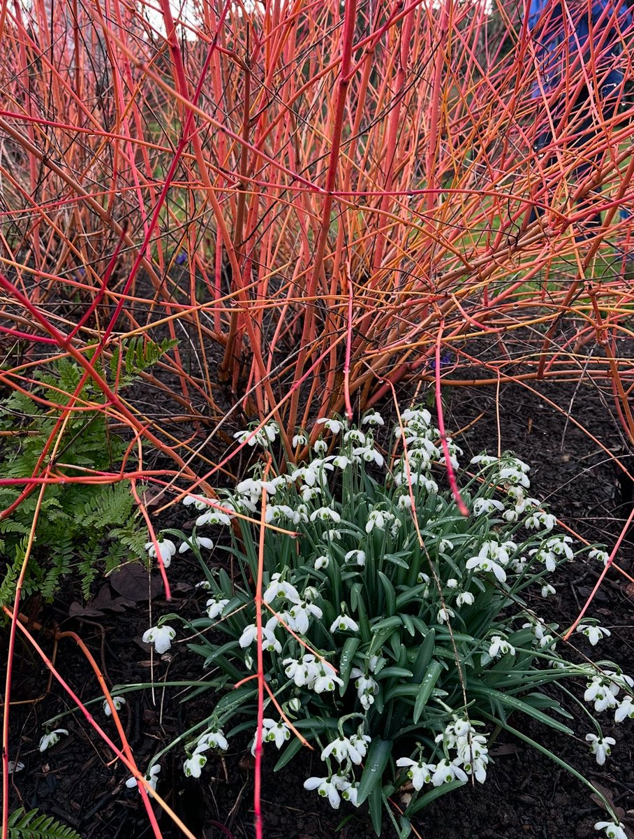 💙 Charmaine Hardy 💙 tweet media