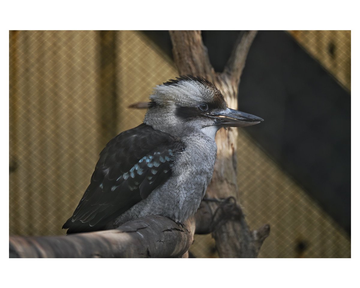 fotovelo's tweet photo. 鳴き声聴きたくて待機してたけど鳴かず。#キャンベルタウン野鳥の森 #ワライカワセミ #鳥 #写真好き #写真な人と繋がりたい #写真撮ってる人と繋がりたい #ファインダー越しの私の世界 #Zmount #Nikon #NikonZ8 #Z8 #snapseed #NIKKORZ28_400mmf4_8VR #20250201 https://t.co/bJ8YXZrePj