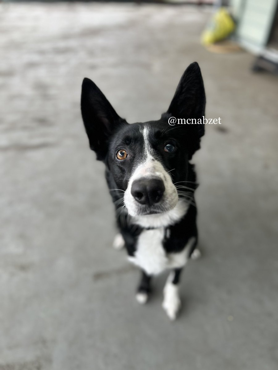 あなたは近い将来この瞳に吸い込まれ、二度とおうちには帰れません。

#マクナブドッグ　#マクナブシェパード