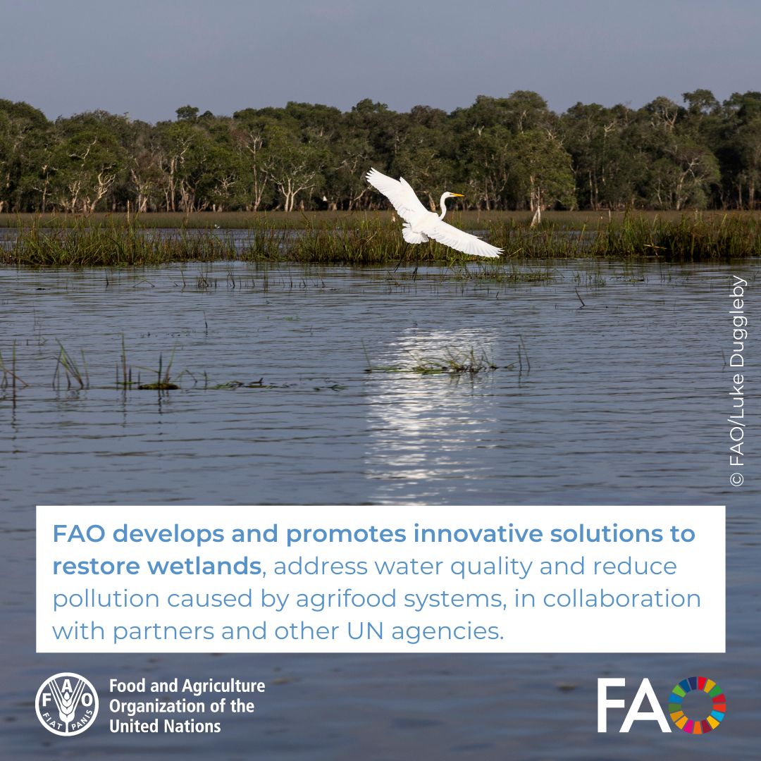 FAOInnovation's tweet photo. Wetlands are nature’s innovation hubs! 🌿 
They regulate water cycles, store carbon, and support biodiversity. 

@FAO works with partners to restore and protect wetlands through sustainable agrifood solutions. 

On #WorldWetlandsDay, let's invest in nature-based solutions! https://t.co/pI0l3eaXjy