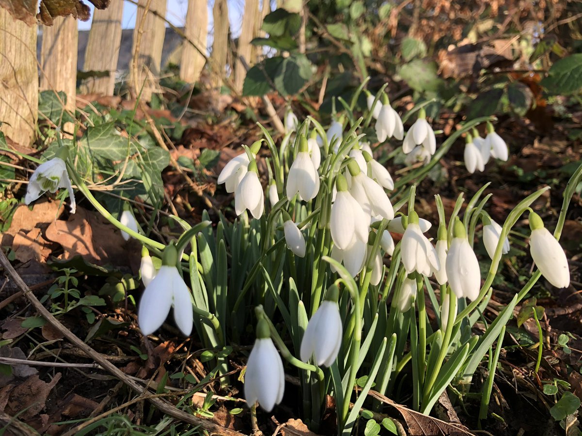 pjacko99's tweet photo. Candlemas belles signifying hope in the world. As we celebrate #candlemas in the priory at 9.30. https://t.co/hhlFKgRJ5k
