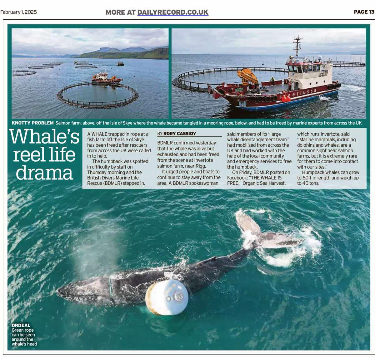 TheGAAIA's tweet image. Lurking behind the good news story that a humpback whale was rescued after becoming trapped in a rope at an 'organic' salmon farm off the Isle of Skye is the fact that locating cages along migration routes for cetaceans is a death trap. It's time to remove all salmon farms now!