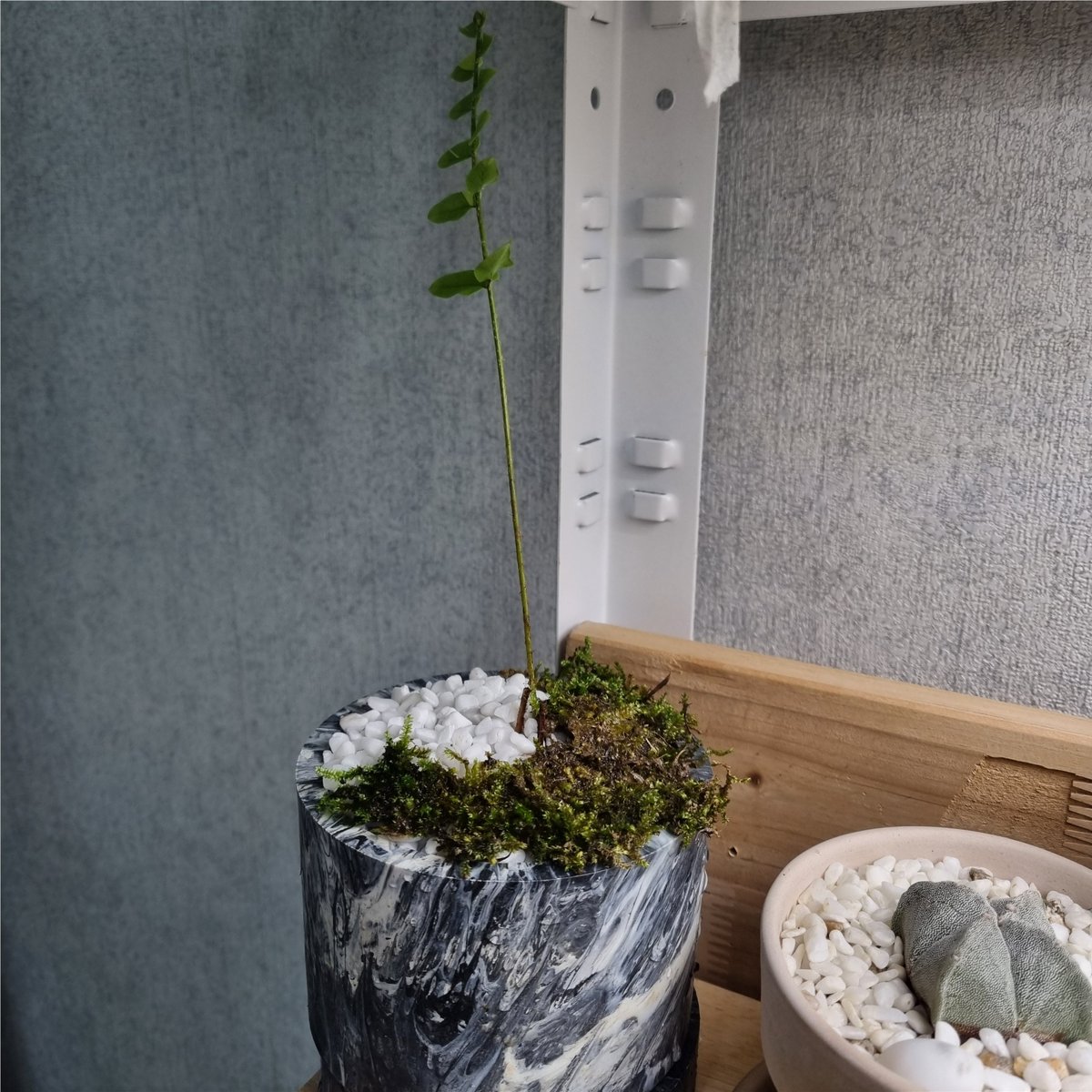 별채에 수경으로 대충 방치해둔 무보고 한줄기 살아남아있길래 뿌리 정리하고 얼른 식재해줌,,, 이끼는 덤 + 화분은 폿 랜덤박스로 받은거예요 ><