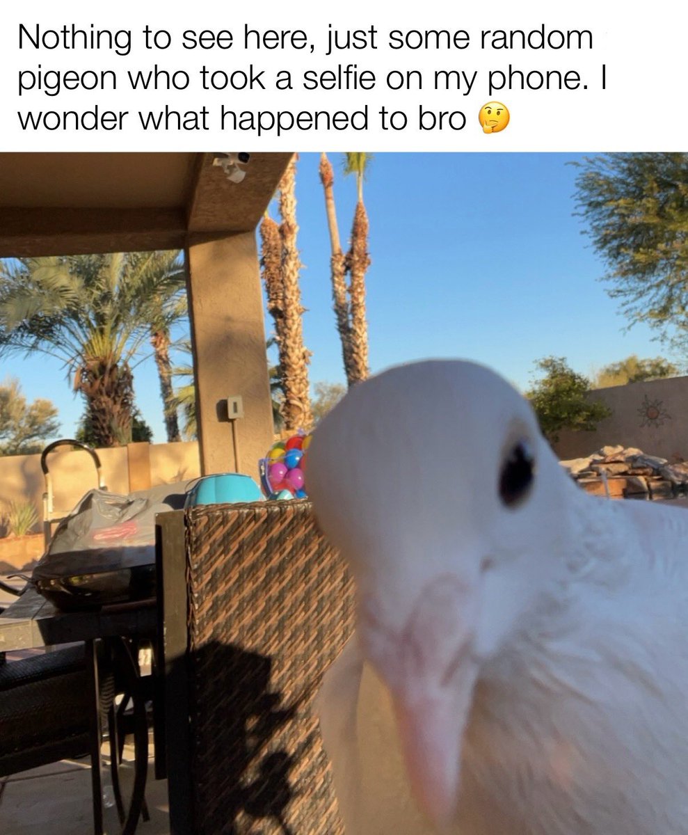 AccountforMCO's tweet photo. What the pigeon doing tho? #MCO335 #pigeonpic https://t.co/OaheFszGZ6