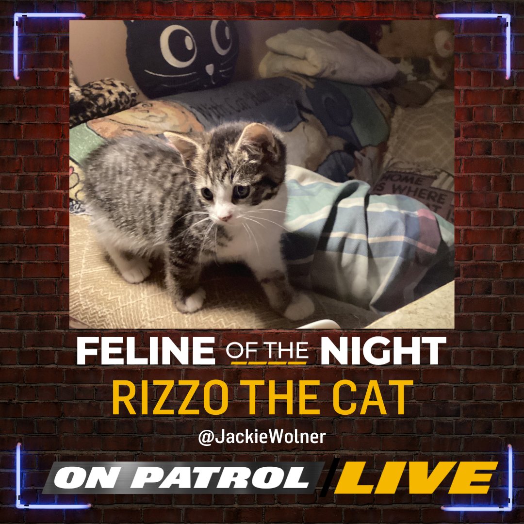 ReelzChannel's tweet photo. Congratulations @JackieWolner, RIZZO THE CAT is tonight's #OPLive #FelineoftheNight!

#OPNation #REELZ #OnPatrolLive https://t.co/YSqpkPE92T
