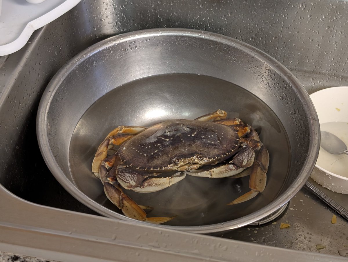 Legoswoof's tweet photo. murdering some dungeoness crabs 🦀 https://t.co/AkX9sUPOPc