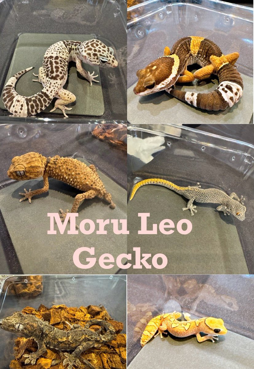 Morph_Leopard's tweet photo. ジャパンレブタイルズショー2025
参加しています(^^)
初日にブースに立ち寄っていただいた方々ありがとうございました！
2日目始まっております♪
色々いますんでよろしくお願いします😊 https://t.co/jK6L5L7caR
