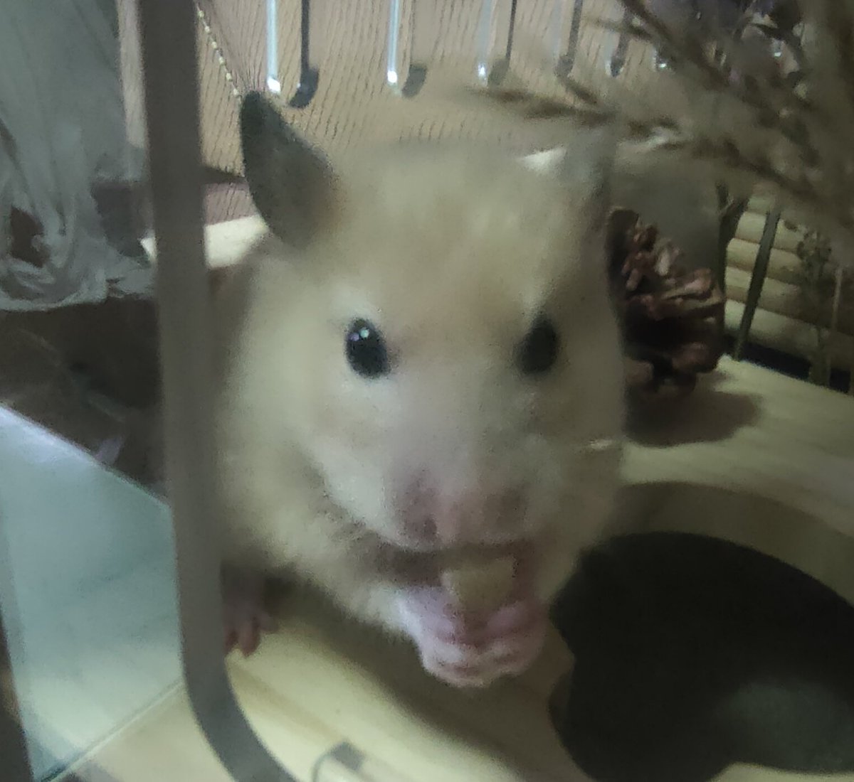 หนูถั่ว (@pnutbttery) on Twitter photo 