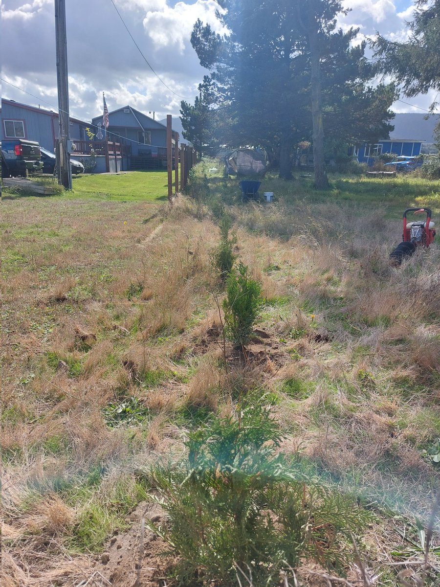 NearlyNormalNow's tweet image. 50 arborvitae planted. Beautiful plants from Pikes Peak Nursery.
