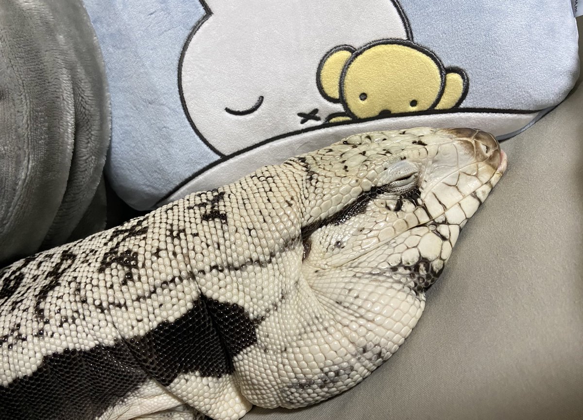 ashley_lizard's tweet image. 「ぴー」って小さな鼻息が聞こえた…

そろそろ寝床に帰ろうか？