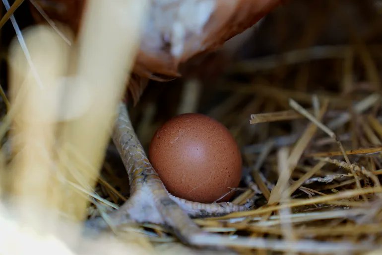 OGMrMojo's tweet photo. Egg Prices Soar: Is Biden to Blame, or is it a Cracked Policy from Both Sides?

The egg crisis in the U.S. has reached a boiling point, with prices skyrocketing! In her fiery first on-camera news briefing on January 28, White House Press Secretary Karoline Leavitt pointed the finger at former President Joe Biden, accusing his "inflationary policies" of causing the current egg shortage.

However, the plot thickens as it's revealed that the mass culling of infected birds - a method to combat the spread of bird flu - was not just a Biden policy but was also implemented during Trump's first term. This leaves us with a scrambled question: who's really at fault here?

President Donald Trump, during his campaign, vowed to crack down on grocery prices, including those of eggs. But post-election, the yolk's on him as egg prices have not only failed to drop but have continued to climb since his January 20 inauguration.

#EggShortage
#BidenOrTrump
#EggPrices
#BirdFluBlame
#InflationDebate
#WhoDunnit
#PoliticalEggshells

The saga of the egg shortage has turned into a national debate, with each side cracking open arguments to defend their stance. It's a classic case of political eggshells, where the truth might just be in the pudding, or in this case, the omelet!