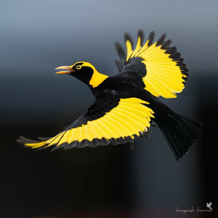 Axaxia88's tweet photo. 🦜Regent Bowerbird (Sericulus chrysocephalus) in Queensland, Australia by Deepak Karra. https://t.co/WkL9UmjDAB