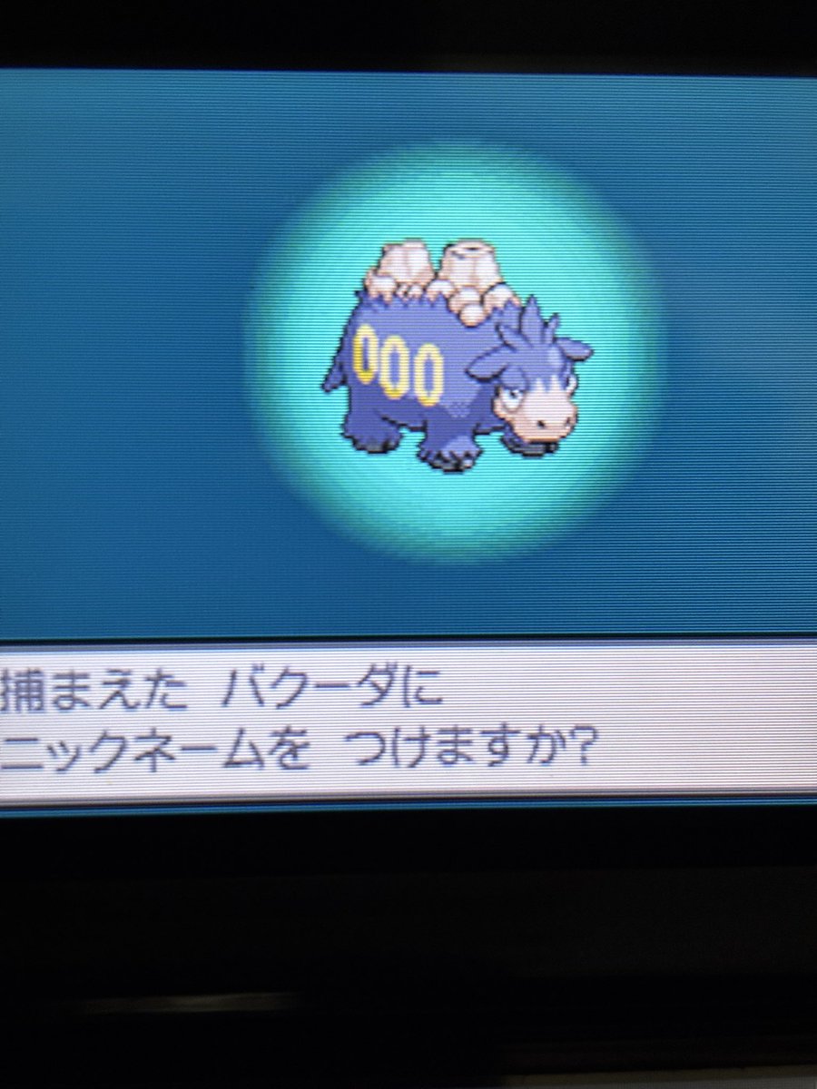 DChindon's tweet photo. 久方ぶりの投稿になります。
BLACK2でバクーダの色違い出ました。
#ポケモンBLACK2 
#色違いポケモン 
#バクーダ https://t.co/gzkMXzT3UR