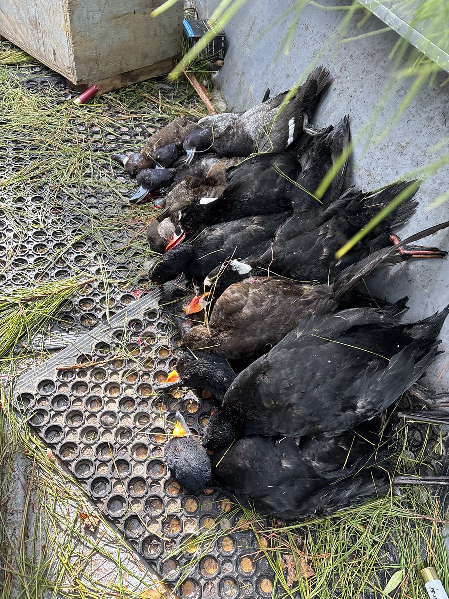 Smoked a few before the season ended.