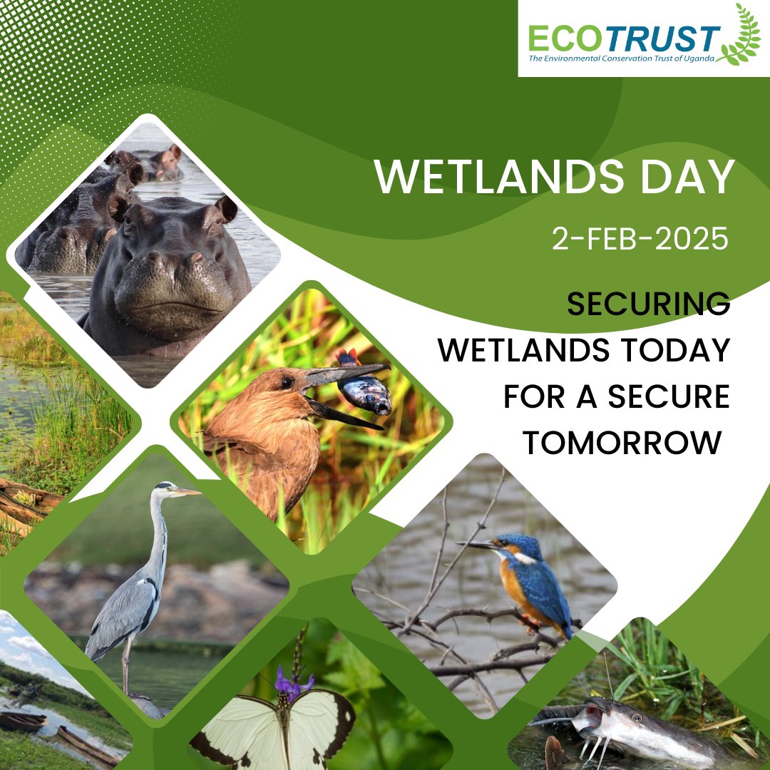 ECOTRUST (@ecotrust_ug) on Twitter photo “Rubirizi shines as #WorldWetlandsDay! 🌿🌍 today at #Katerera playground
Wetlands = Clean water, Climate resilience & Wildlife havens! 🦩🐟 Let’s protect them for a better future! 💚
#ProtectOurWetlands #OurFutureOurWetlands”**
<a href="/nemaug/">National Environment Management Authority (NEMA)</a>
<a href="/NatureUganda_/">NatureUganda</a>
<a href="/min_waterUg/">MINISTRY OF WATER AND ENVIRONMENT 🇺🇬</a> “Rubirizi shines as #WorldWetlandsDay! 🌿🌍 today at #Katerera playground
Wetlands = Clean water, Climate resilience & Wildlife havens! 🦩🐟 Let’s protect them for a better future! 💚
#ProtectOurWetlands #OurFutureOurWetlands”**
<a href="/nemaug/">National Environment Management Authority (NEMA)</a>
<a href="/NatureUganda_/">NatureUganda</a>
<a href="/min_waterUg/">MINISTRY OF WATER AND ENVIRONMENT 🇺🇬</a>