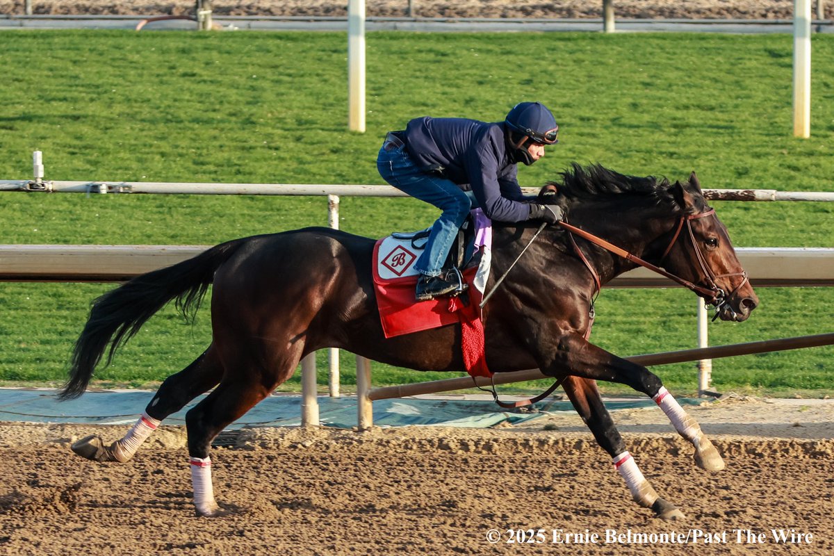 Scipio (4F: 47.40 H) working this morning under <a href="/JockeyHerrera/">Diego Herrera</a>.