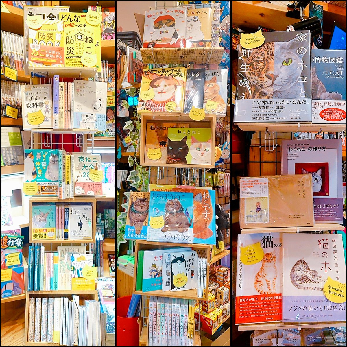 2月になりましたので猫増量中です。
店内三ヶ所に猫本コーナーございます。
足跡と頭上の猫を目印に、ぜひお楽しみください౽₍˄. ̫.˄₎₍˄. ̫.˄₎⟆
#ねこ #猫 #スタッフはげぼく #猫の日