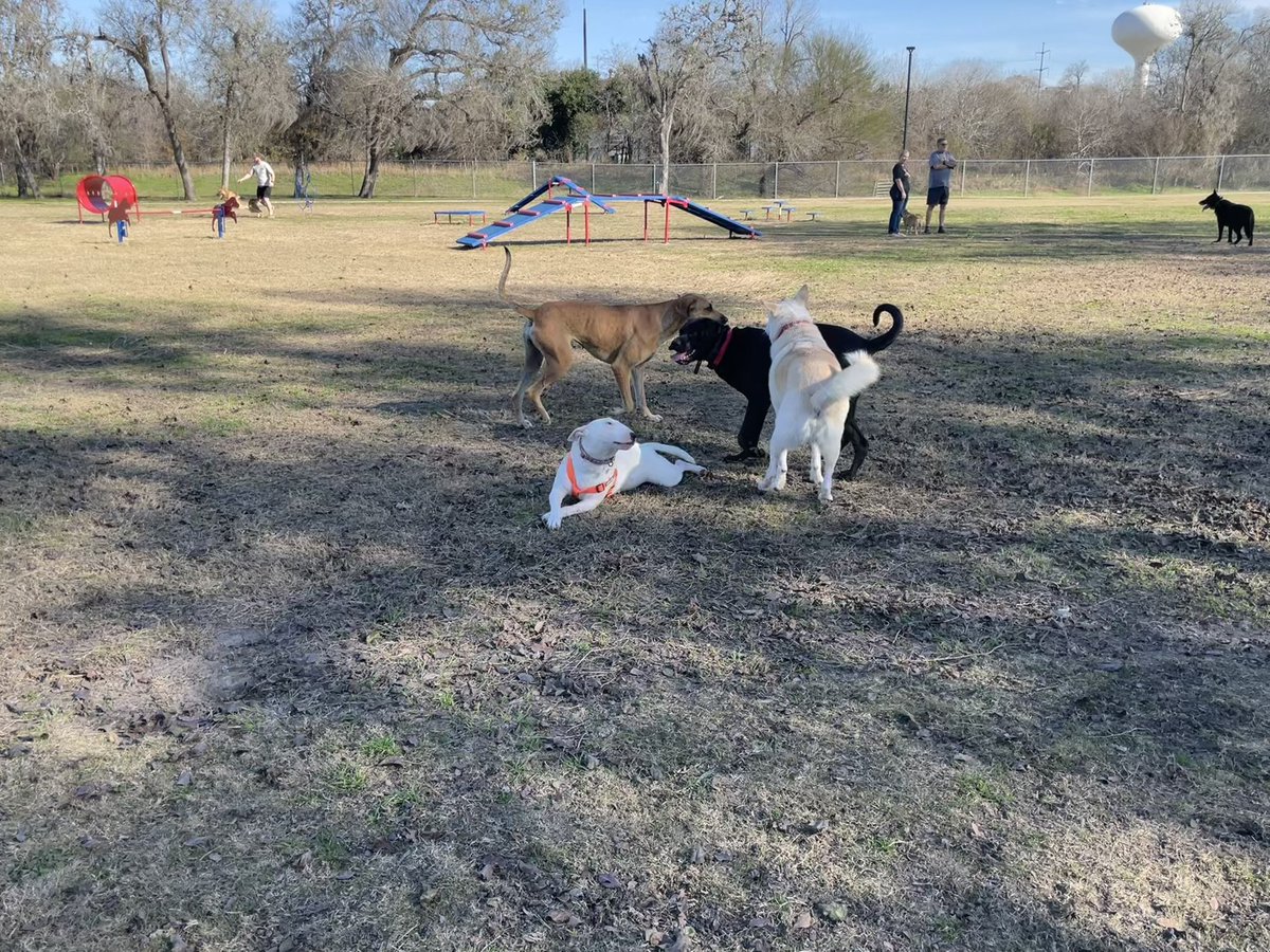 🐶 NELSON tweet media