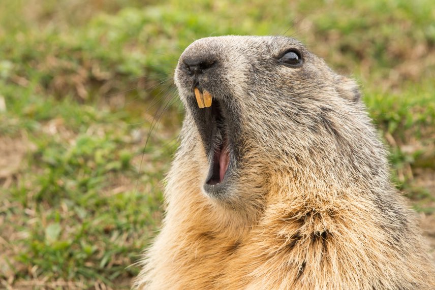 PopCrave's tweet photo. Today is Groundhog Day. https://t.co/IGnuFyhrZi